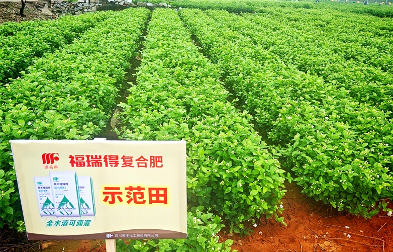 夏攻行动：美丰肥绽放在茉莉飘香处